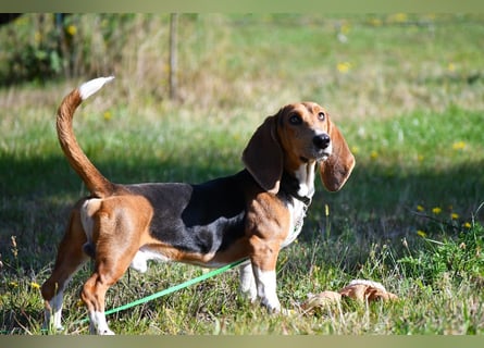 Vianney, ein zauberhafter reinrassiger Basset Artesien Normand Rüden sucht ein neues Zuhause.