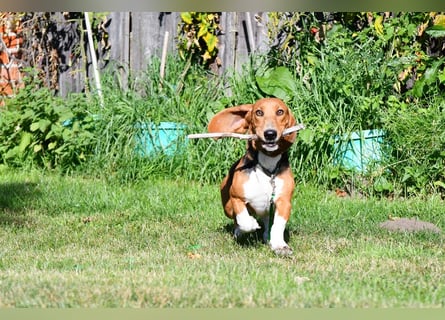 Vianney, ein zauberhafter reinrassiger Basset Artesien Normand Rüden sucht ein neues Zuhause.