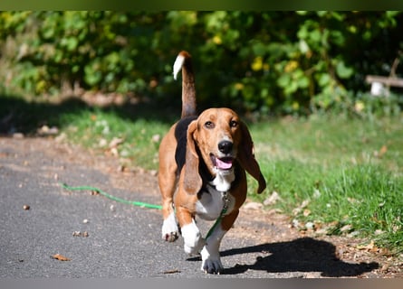 Vianney, ein zauberhafter reinrassiger Basset Artesien Normand Rüden sucht ein neues Zuhause.