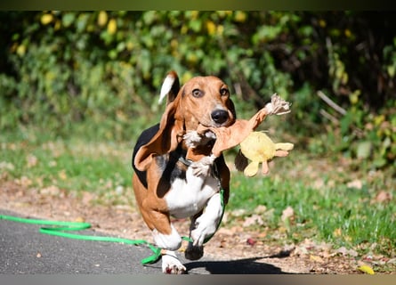 Vianney, ein zauberhafter reinrassiger Basset Artesien Normand Rüden sucht ein neues Zuhause.