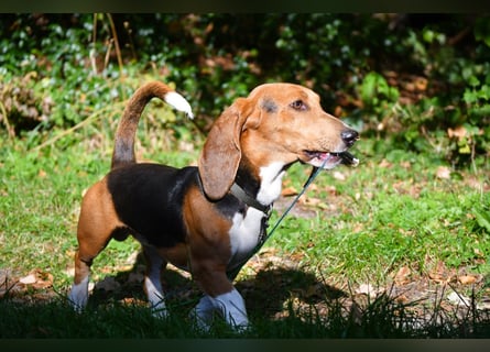Vianney, ein zauberhafter reinrassiger Basset Artesien Normand Rüden sucht ein neues Zuhause.