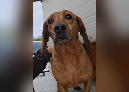 Verdiana: Körbchen für Hunde-Omi gesucht