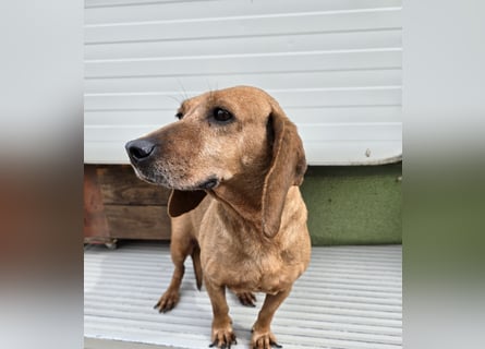 Verdiana: Körbchen für Hunde-Omi gesucht