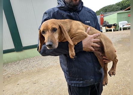 Verdiana: und schon wieder eine kleine Hunde-Omi...