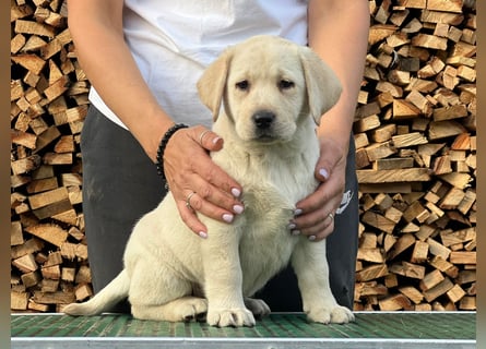 Labrador retriever, mit Lieferung,  FCI Papieren.