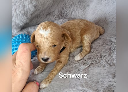 Maltipoo Welpen