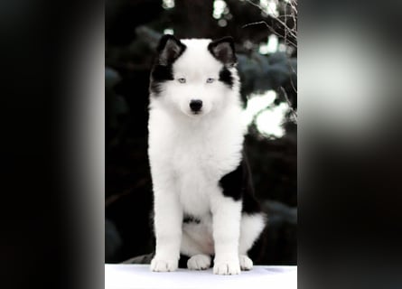 Yakutian laika / Yakutskaya Laika puppies
