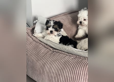 2 zuckersüße Maltipoo Welpen - Rüde und Hündin
