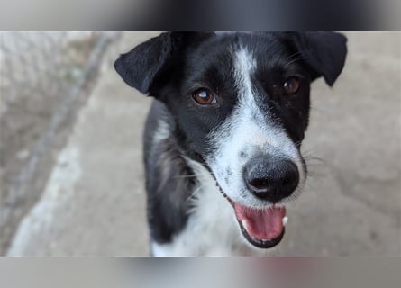 Powerpaket Laika, 1 Jahr, sucht ihresgleichen