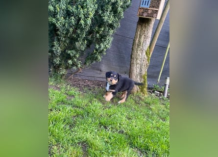 Diese süßen Australian Shepherd Fellnasen