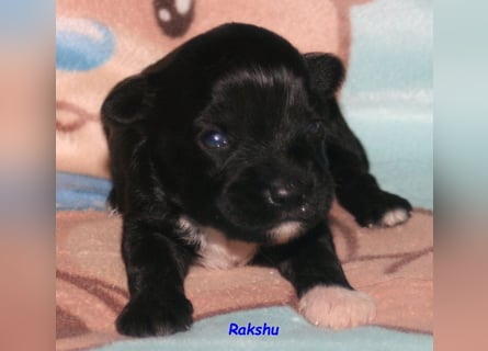 Kirsei-Kra Tibet Terrier Welpen ( VDH / ILT )