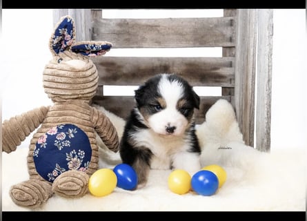 Traumhafte Australian Shepherd Welpen