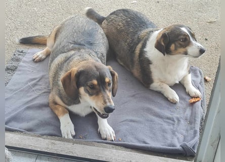 Dackelchen Mia und Emmi wollen nicht getrennt werden