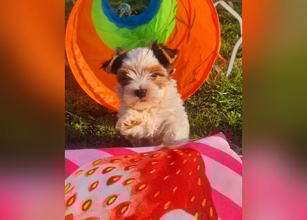 Biewer Yorkshire Terrier, Welpe,Rüde, reinrassig sehr selten