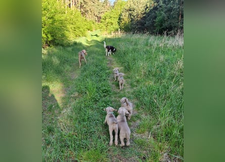 zuckersüße Weimaranerwelpen
