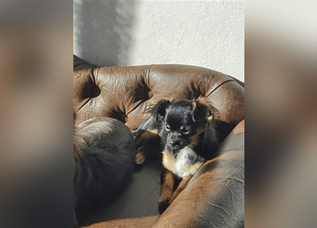 Super hübsche Black&tan langhaar Chihuahua Hündin aus bester Aufzucht