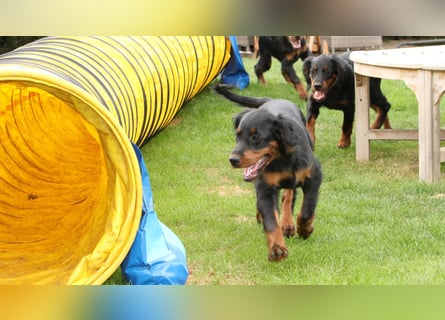 2 liebenswerte Gordon Setter aus Liebhaberzucht suchen Kuschelpartner