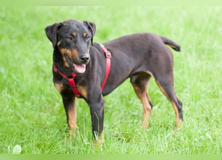 Chapi - quirliger, verschmuster Familienhund - Tierhilfe Franken e.V.