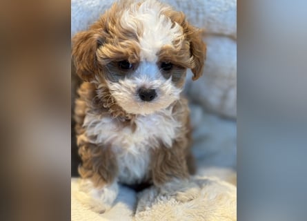 Sehr gesunde Maltipoo welpen in abricot und créme farben.