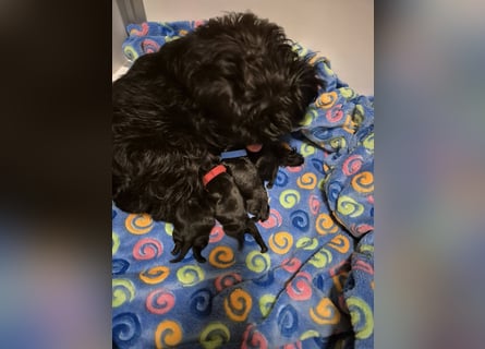 Affenpinscher Welpen WT 11.04.2025