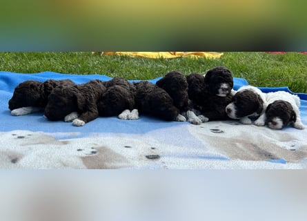 Lagotto Romagnolo, Welpen von ausgezeichneter Qualität