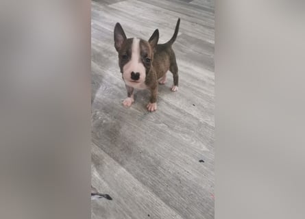 Mini bullterrier - Australian shepherd mix welpen