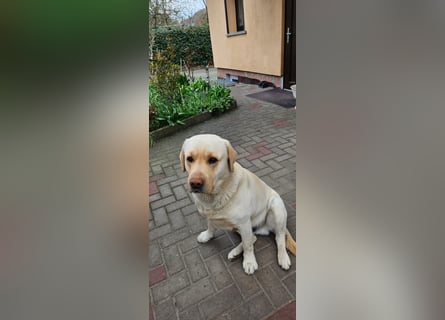 Labrador-Mix Welpen