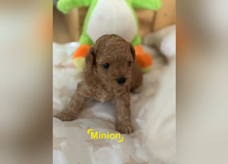 Maltipoo Welpen