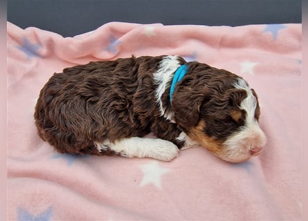 Lagotto Romagnolo