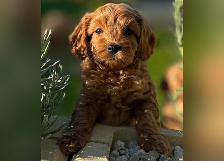Exklusive Maltipoo Welpen im Red Apricot in Liebevolle Hände abzugeben Malteser/Pudel