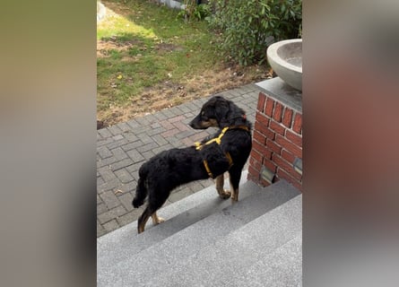 Otto: unkomplizierter, verschmuster Welpenbub