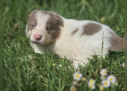 Border Collie Welpen -  Rüden und Hündin