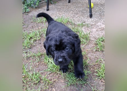 Labrador Welpen mit Ahnentafel