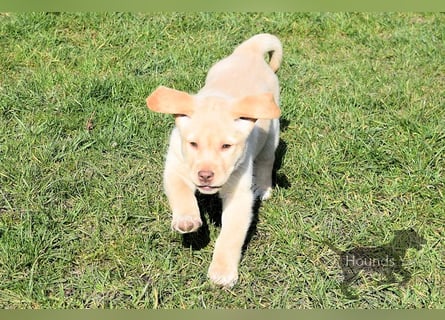 Acht reinrassige Labrador Welpen auf dem Weg in ihr neues Leben...