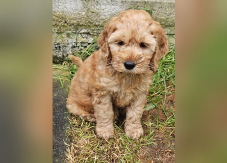 Cockapoo Welpen