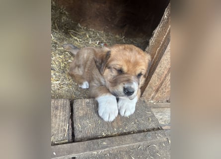Labrador x Rhodesien Ridgeback Welpen