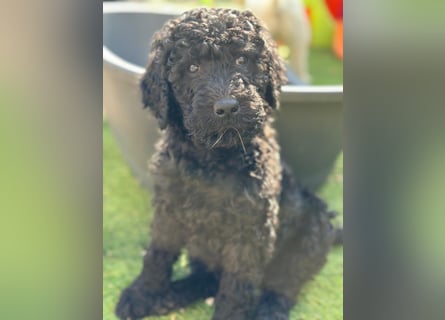 Goldendoodle F1b
