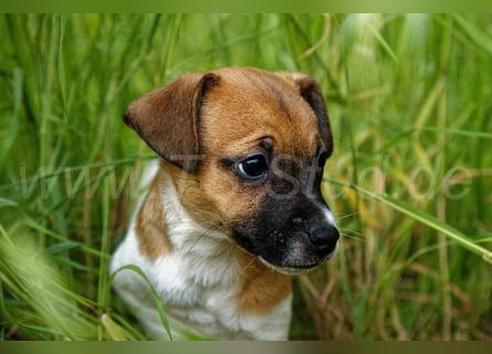 Jack Russell Terrier Welpe (Rüde) abzugeben!