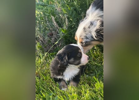 Miniature Australian Shepherd Welpen m. Papieren