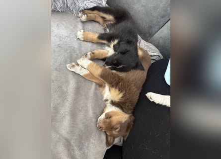 Mini Australien Shepherd Welpen suchen Traumzuhause