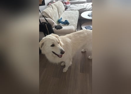 4 Junghunde suchen noch ein liebevolles und schönes Zuhause