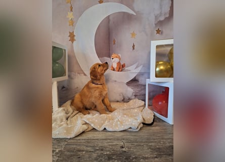 eine kleine Hündin sucht noch Ihr für immer Zuhause