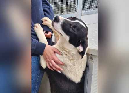 Mella - Gute-Laune-Hund