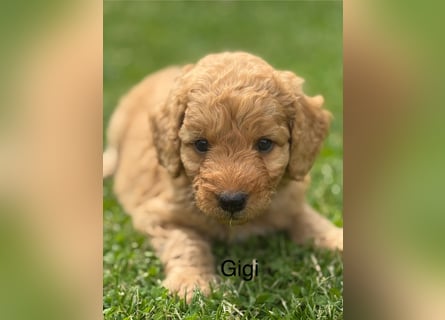 Aussiedoodle / Aussiepoo  F1b