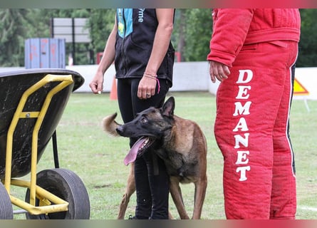 Malinois