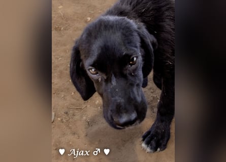 Timmy, Adam und Ajax suchen ein Zuhause