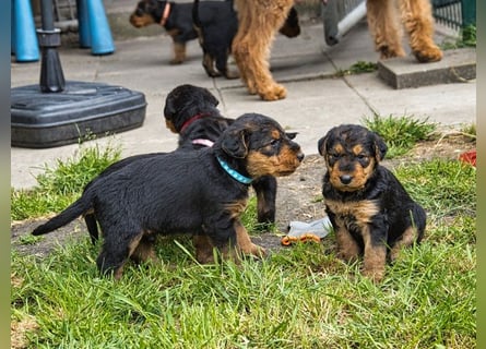 Airedale Terrier Welpen aus VDH Zucht