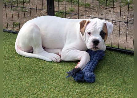 American Bulldog Welpen