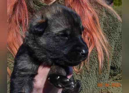 Dunkelgraue Schäferhunde aus Kör-u.Leistungzucht