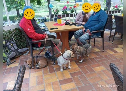 Lucia-Seniorin sucht Senioren-WG!